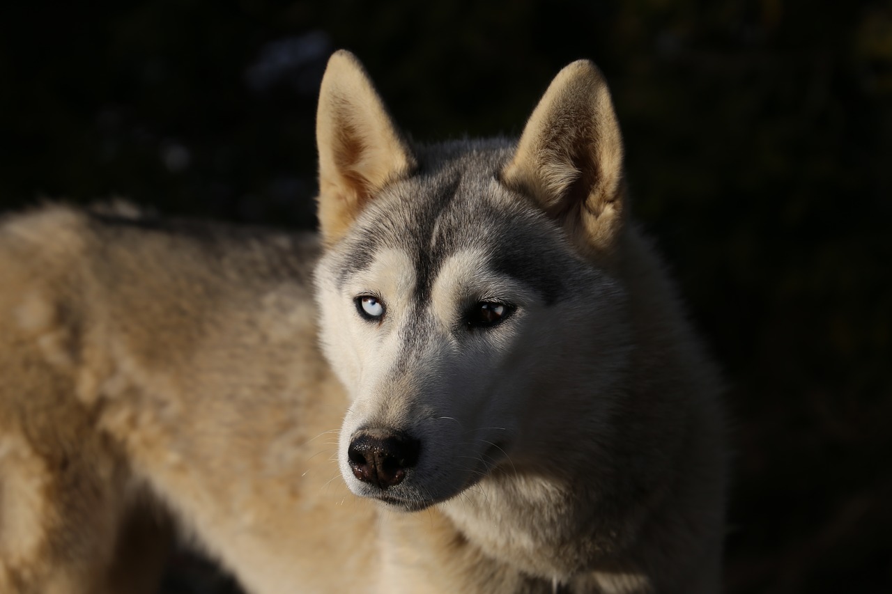 Image - animals dog sled husky