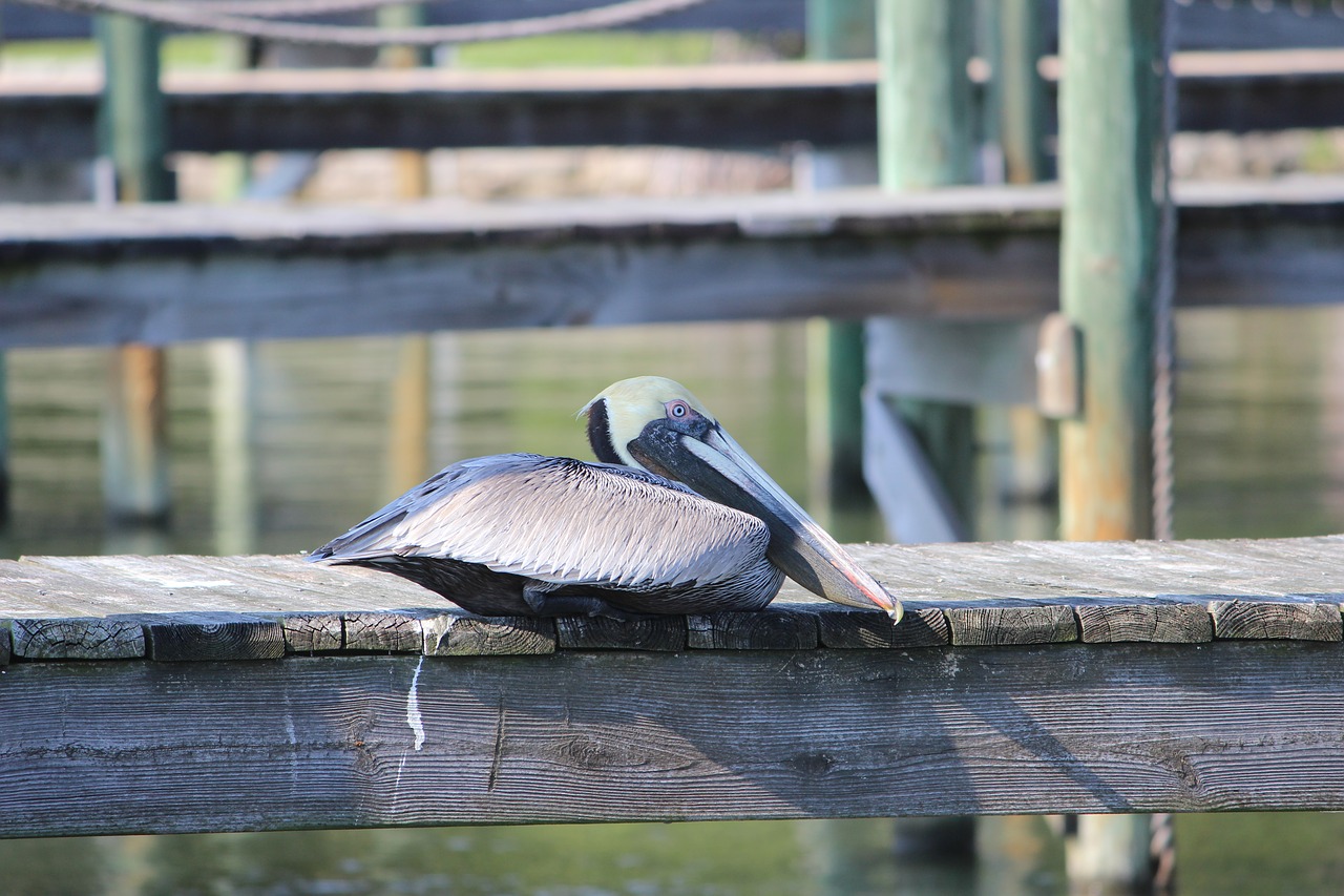 Image - pelican florida bird