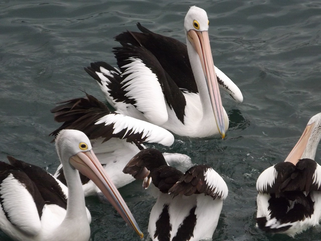 Image - bird waterpolo nature pelican