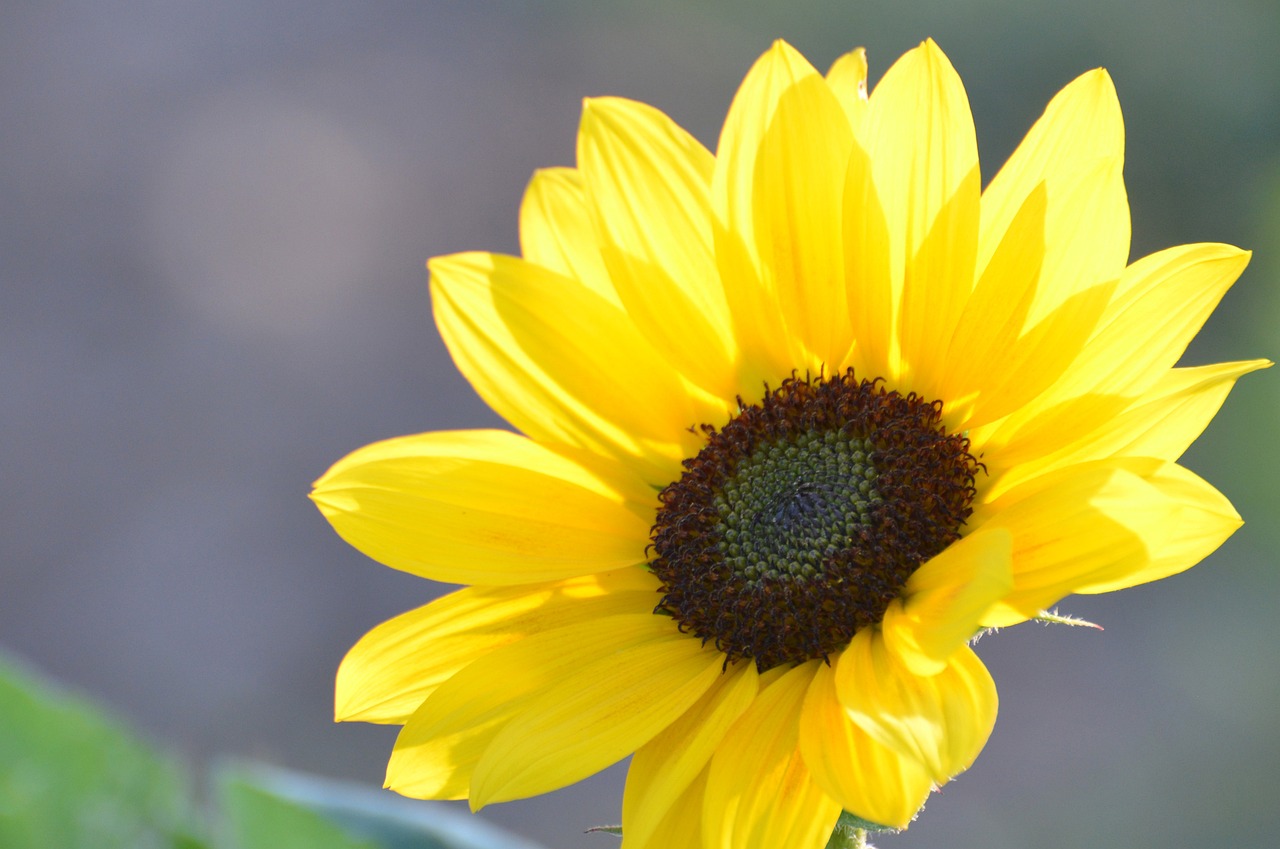 Image - flower sunflower plant nature