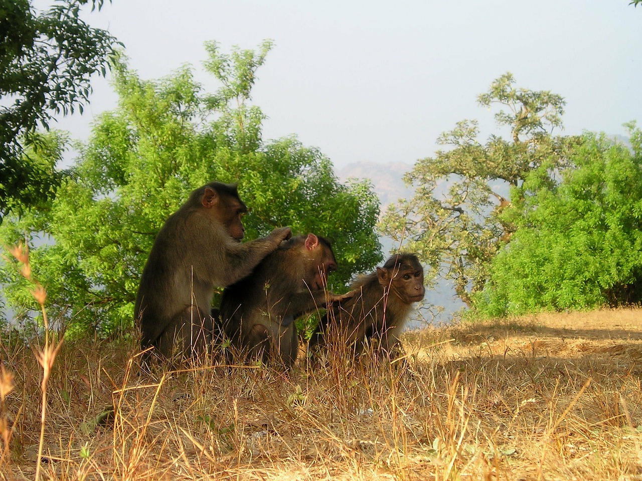 Image - berber monkeys ape delouse india