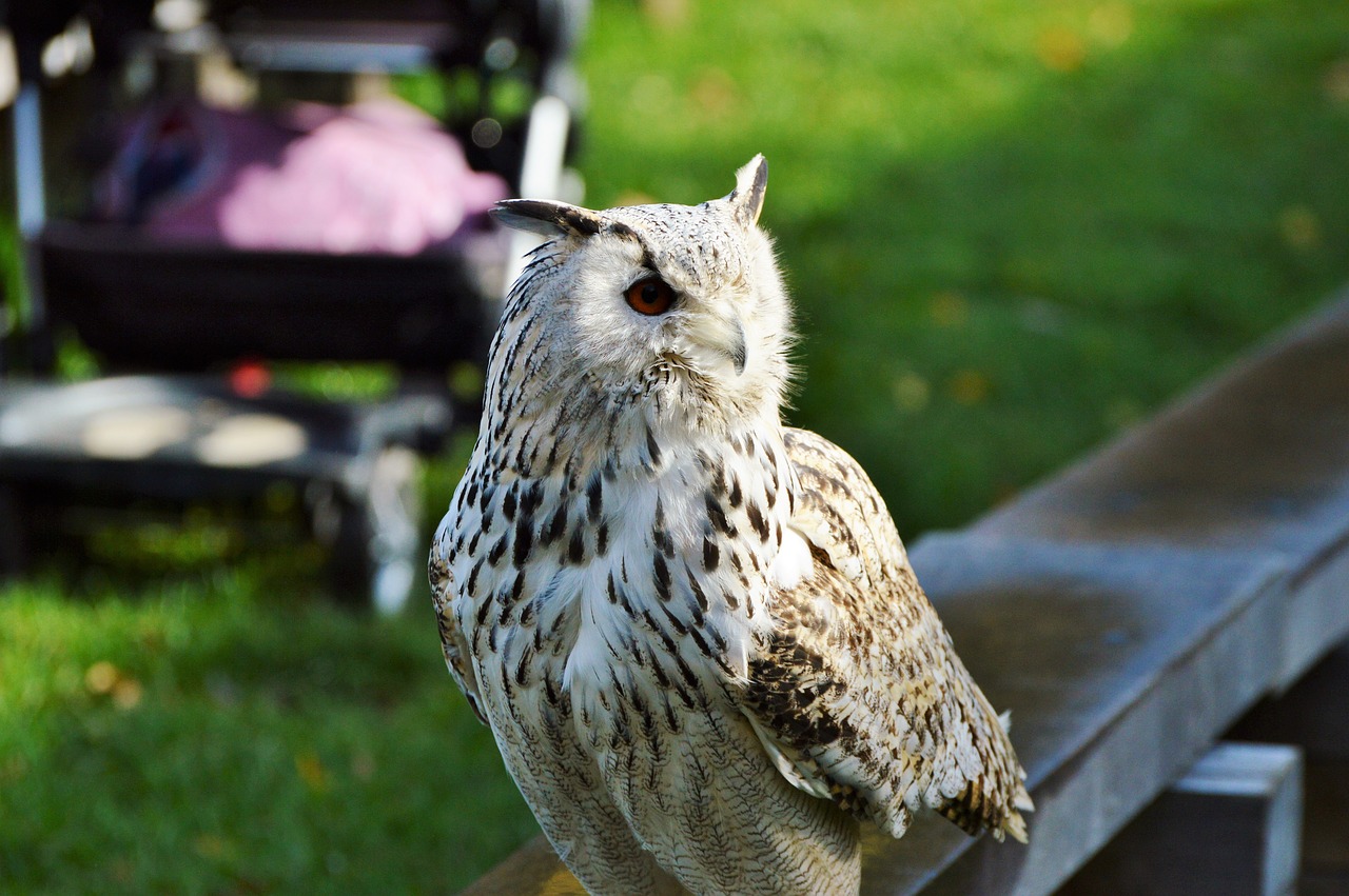 Image - barn owl owl raptor bird plumage