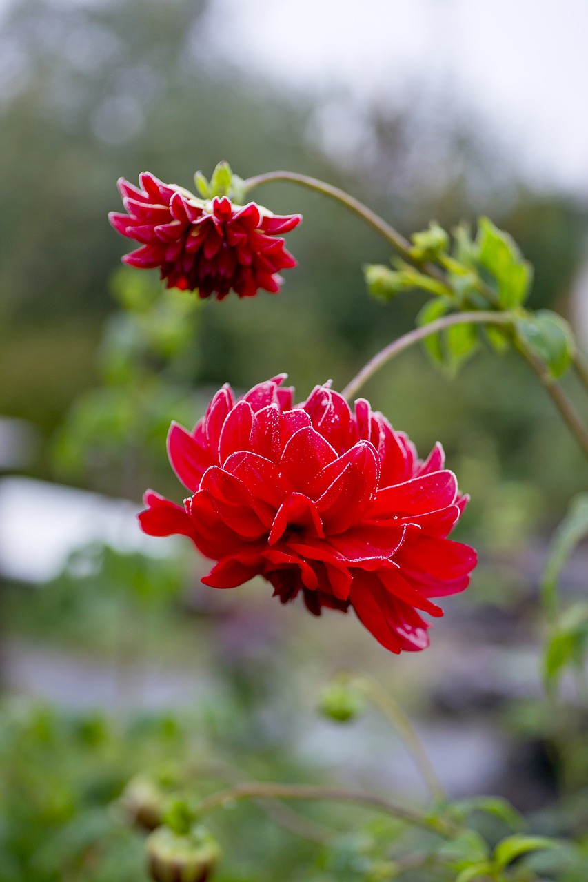 Image - leann flower two dahlia nature