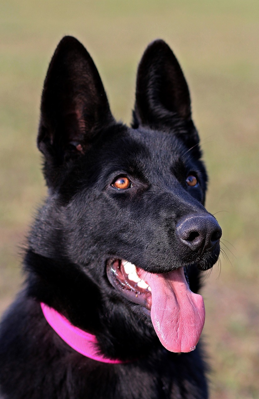 Image - black german shepherd dog portrait