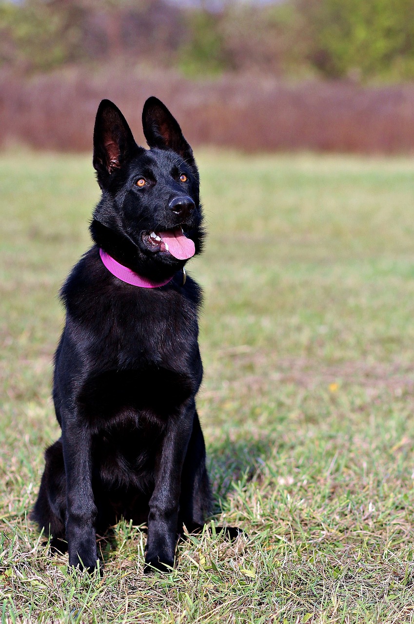 Image - black german shepherd dog sitting