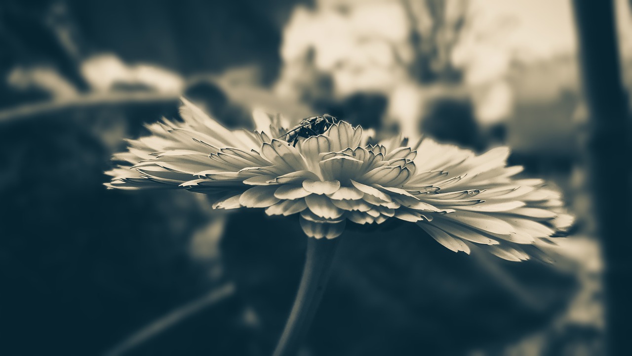 Image - fly macro close up flower