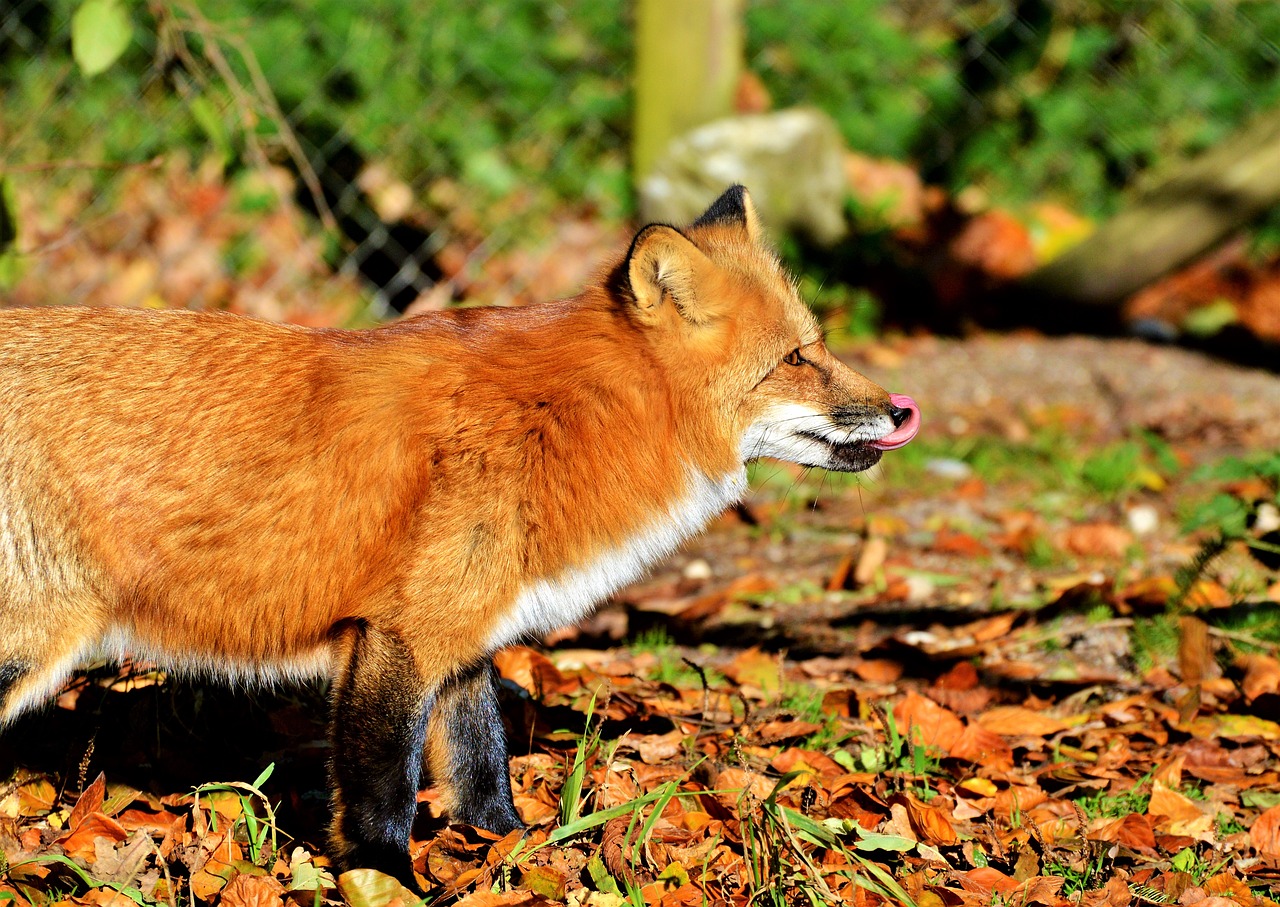 Image - fuchs red fox predator reddish fur