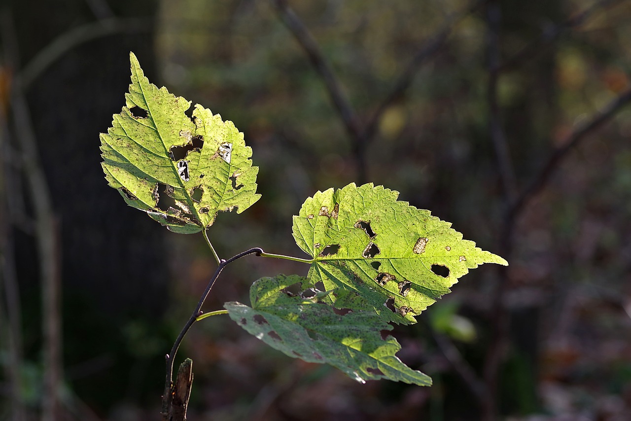 Image - foliage broke yellow autumn