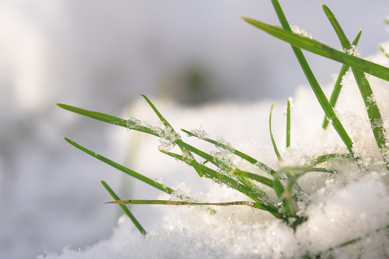 Image - grasses snow winterimpression grass