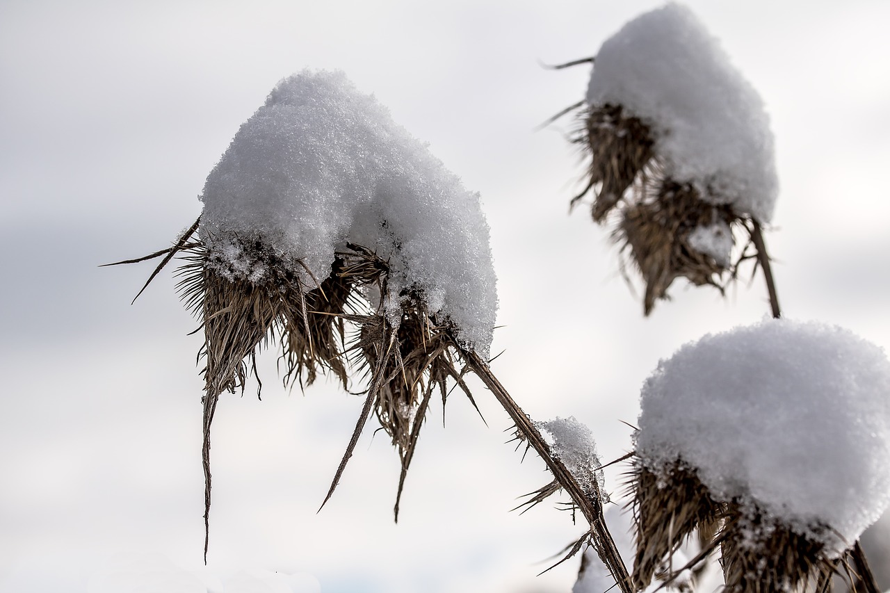 Image - thistle dried thistle snow