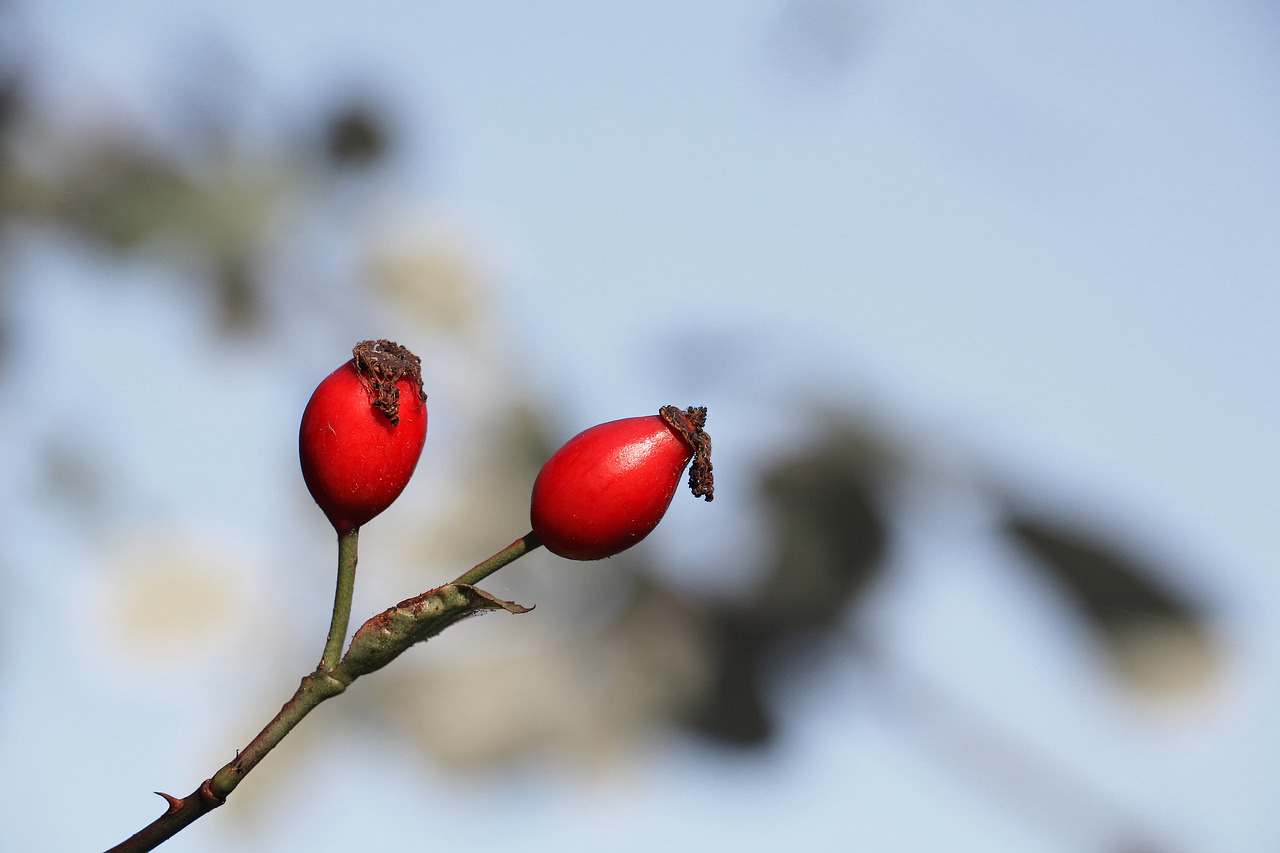 Image - rose hip red branch autumn