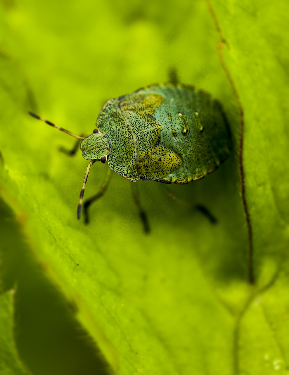 Image - bug green hello macro cute shield