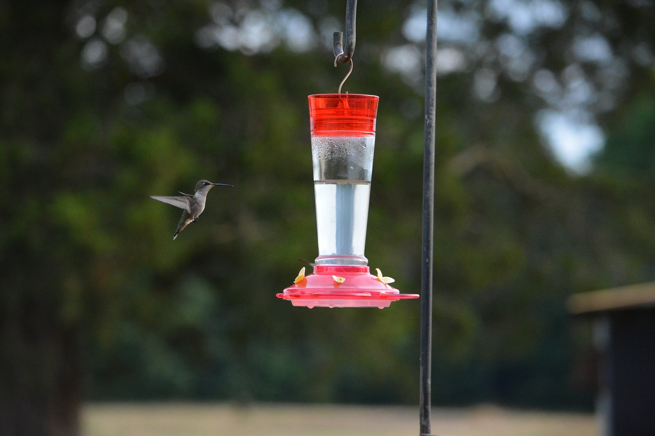 Image - bird hummingbird flying humming