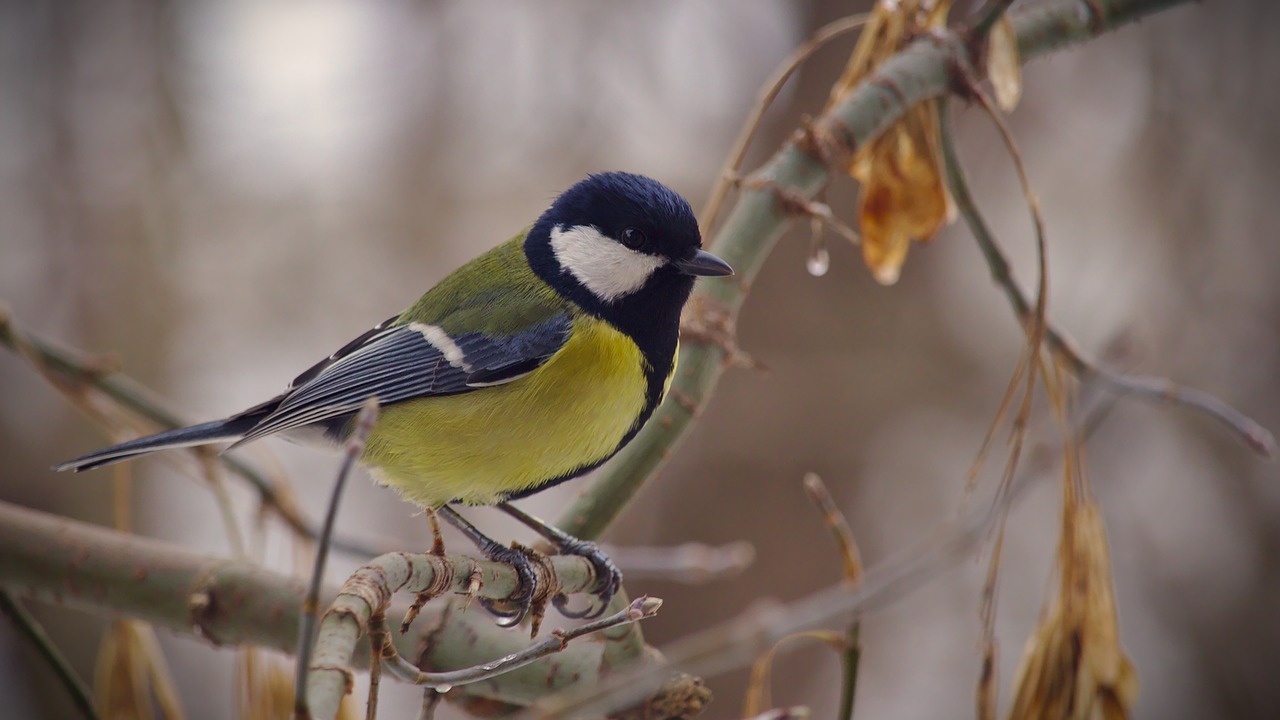 Image - tit bird nature living nature wild