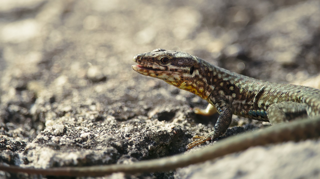 Image - lizard stone animals nature animal