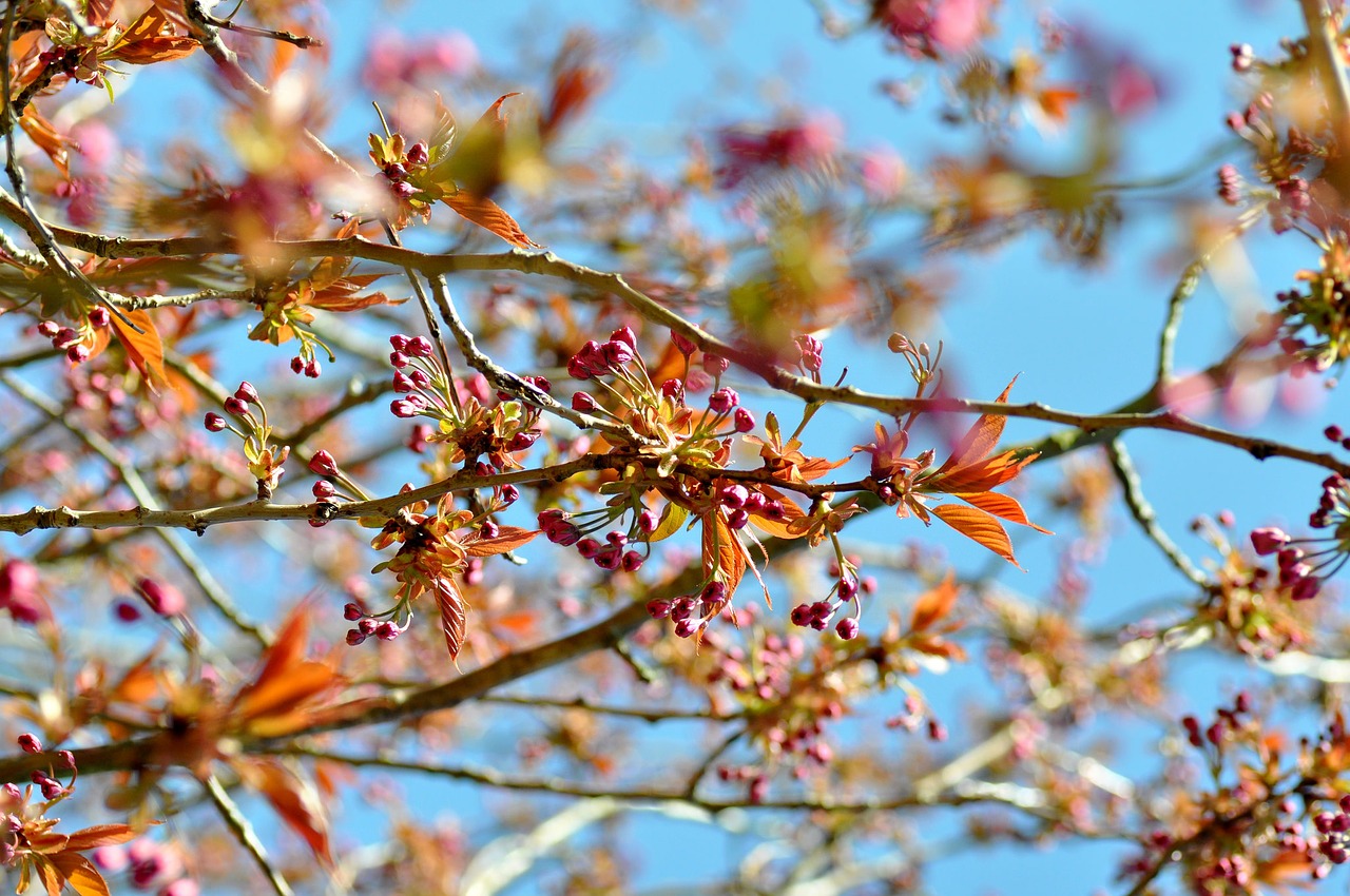 Image - flowers nature floral plant spring