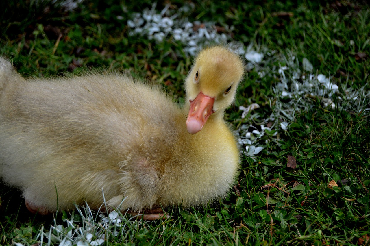 Image - duck animal football pitch