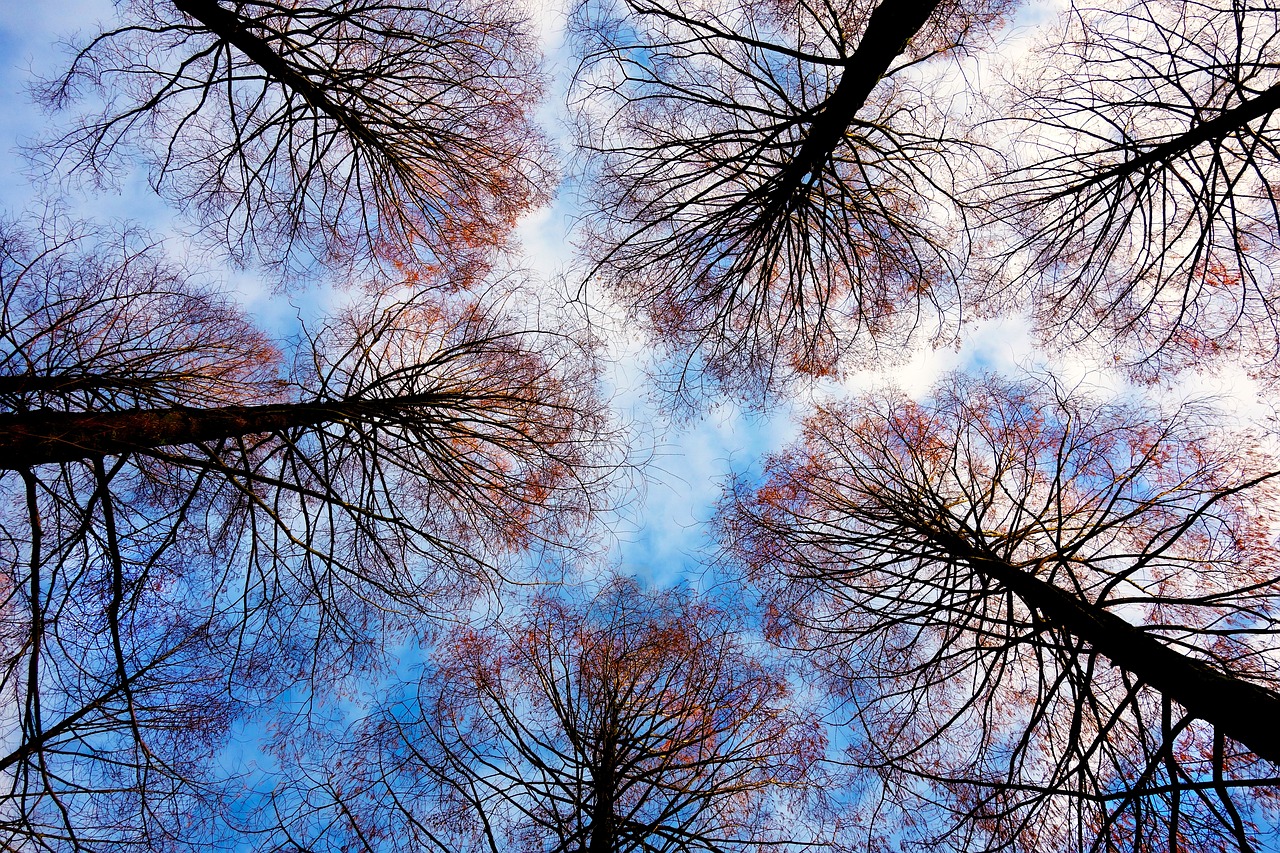 Image - tree tops trees branches bare trees