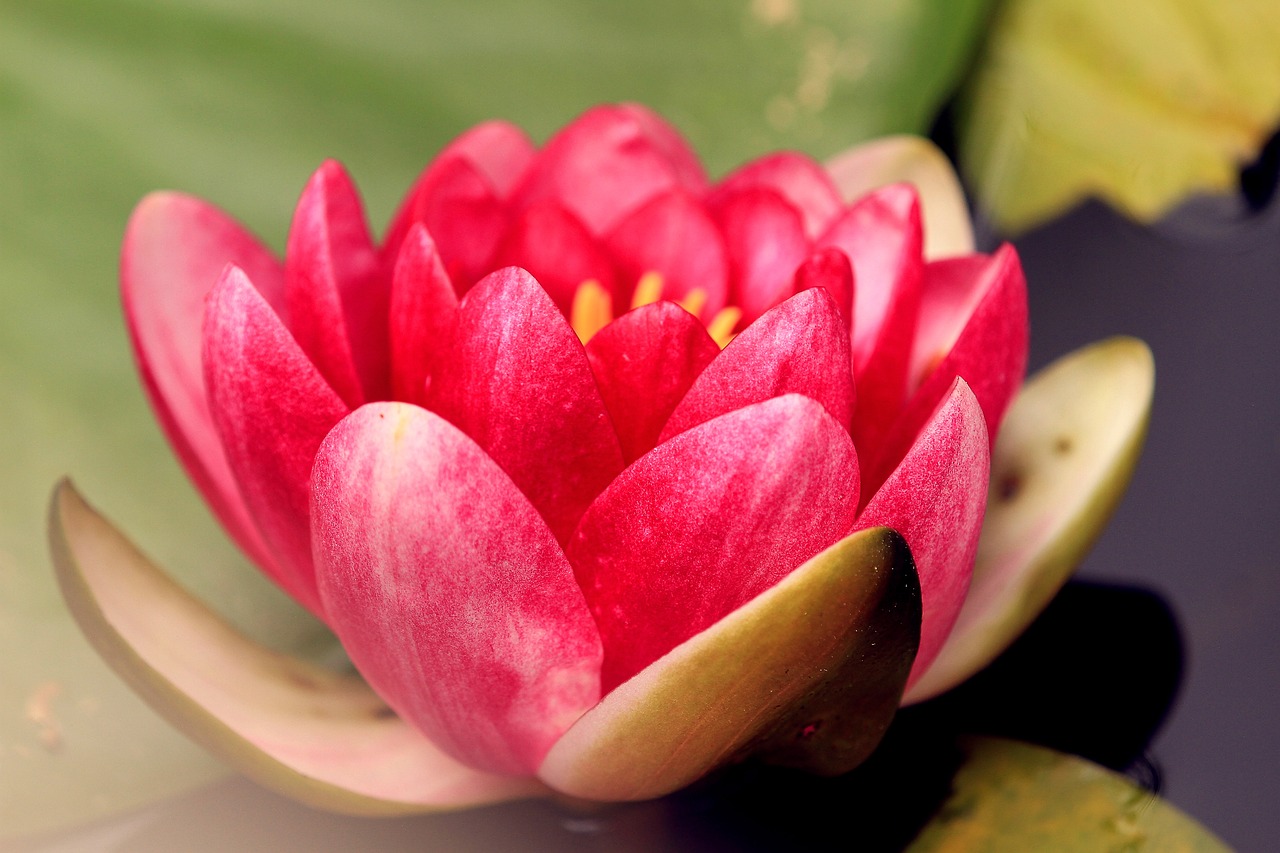 Image - lotus water lily pond aquatic plant