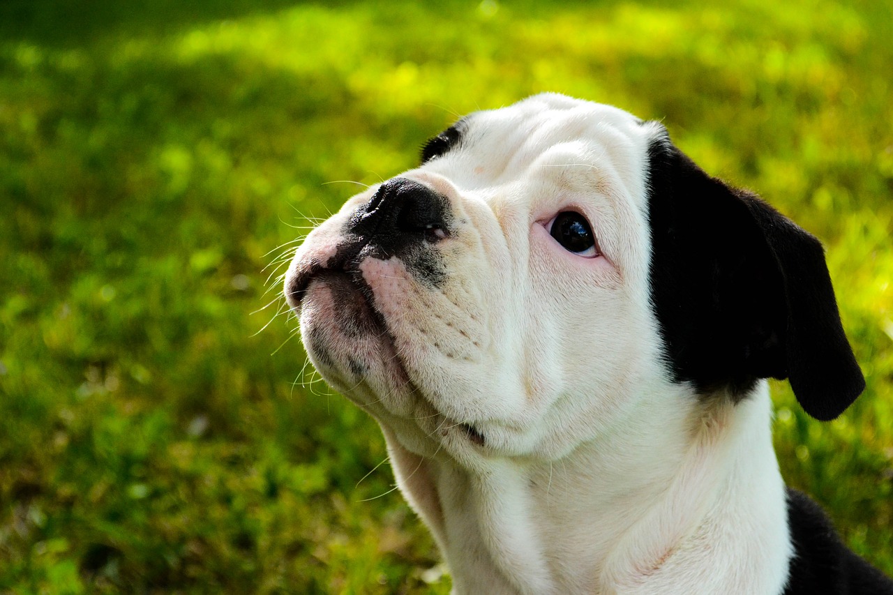 Image - bulldog dog animal funny purebred