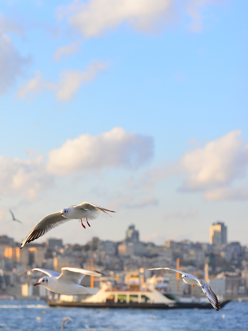 Image - seagull marine cloud v landscape