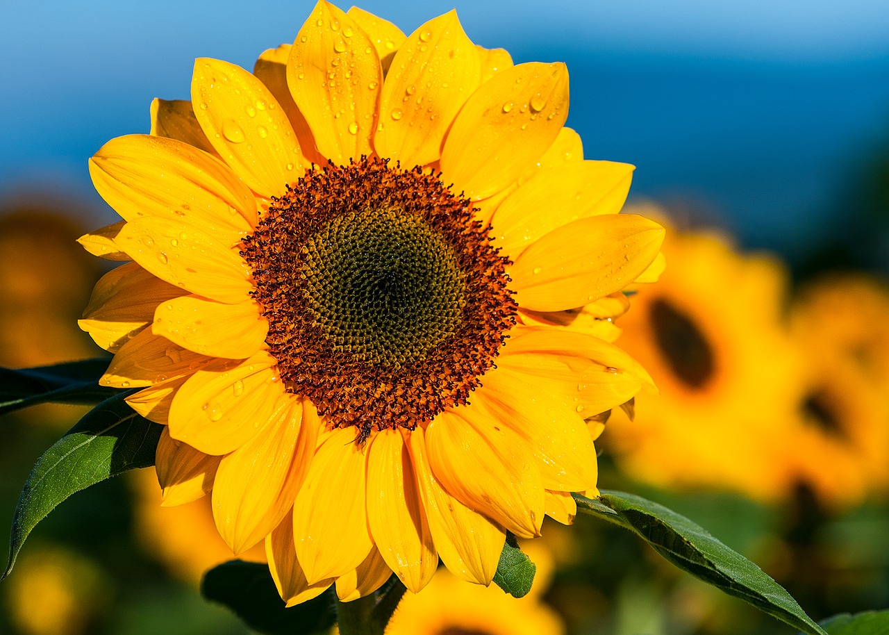 Image - sunflower the morning flower garden