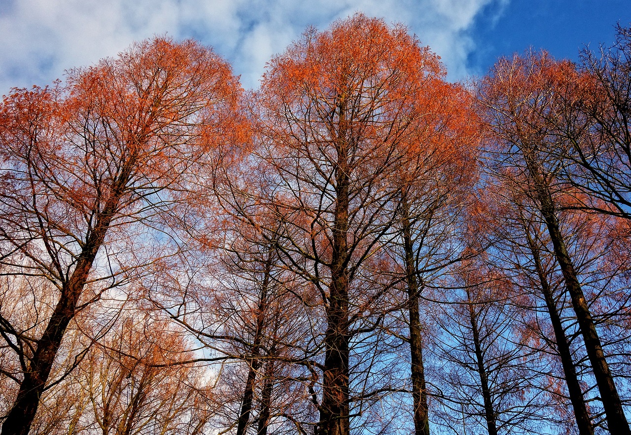 Image - tree tops trees pine trees