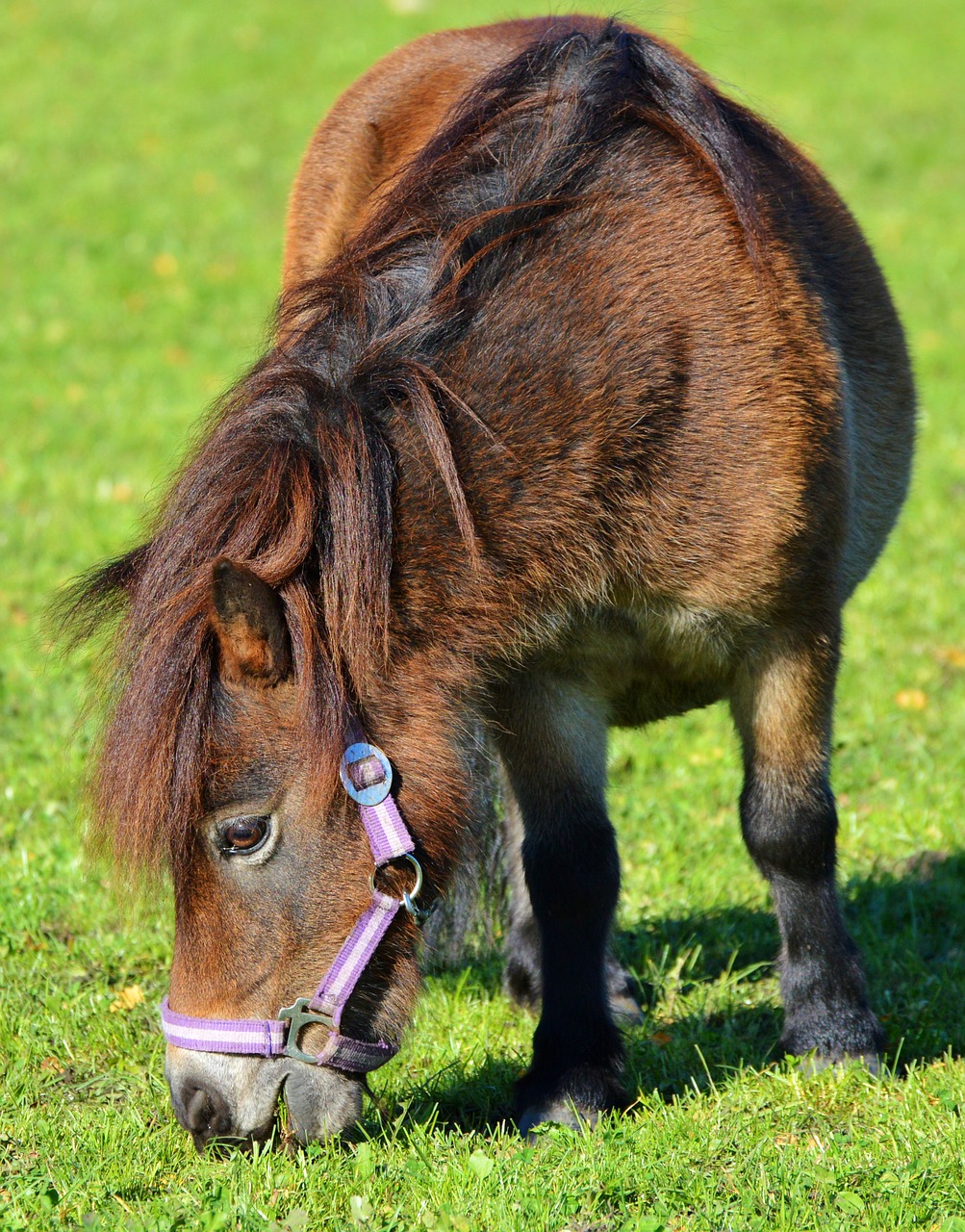 Image - horse pony mane brown