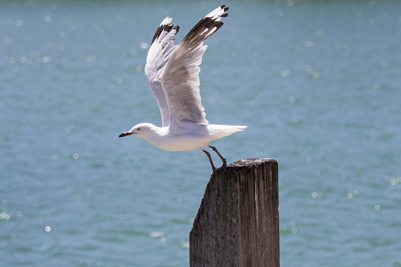 Image - seagull gull sea bird flight