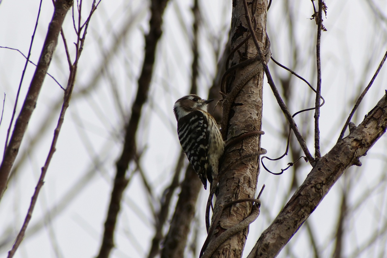 Image - animal forest wood bird wild birds