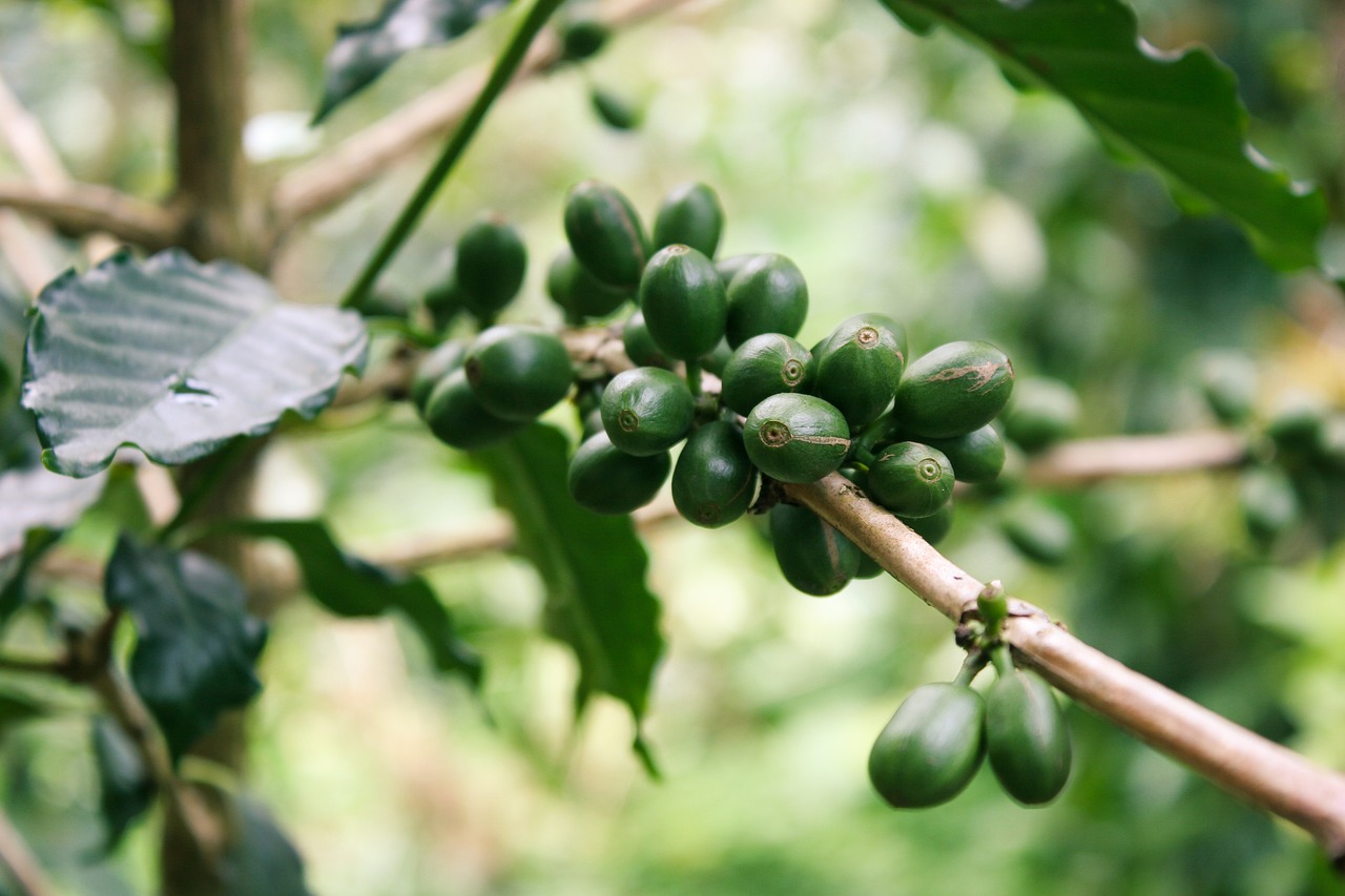 Image - coffee green coffee fruits