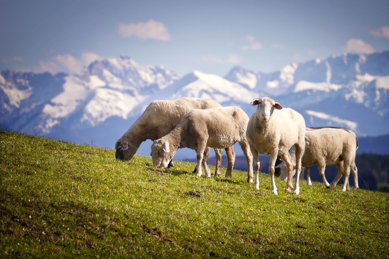 Image - sheep mountains pasture alm meadow