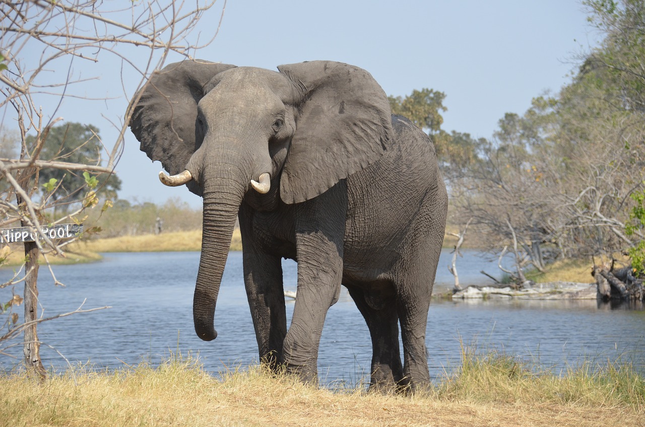 Image - elephant africa wildlife nature