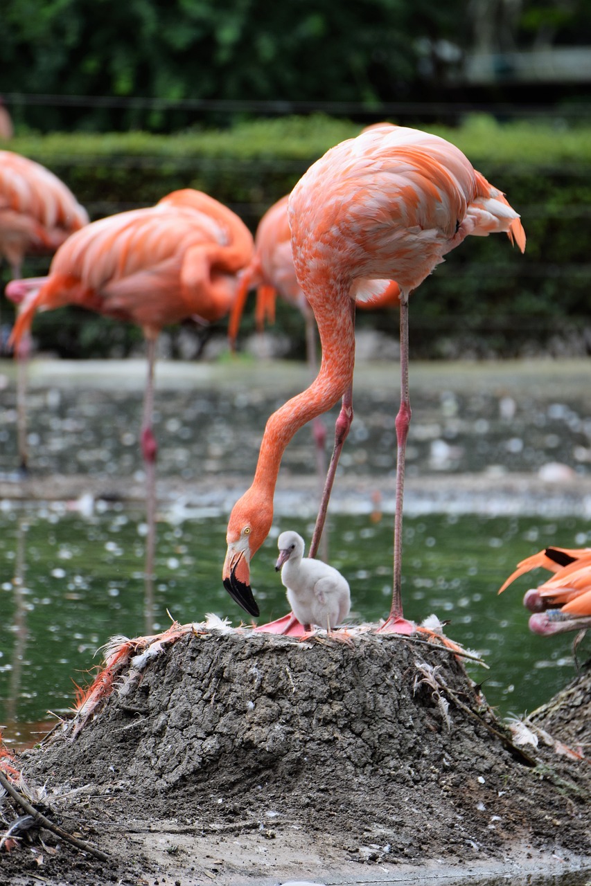 Image - flamingo animal pink flamingo pink