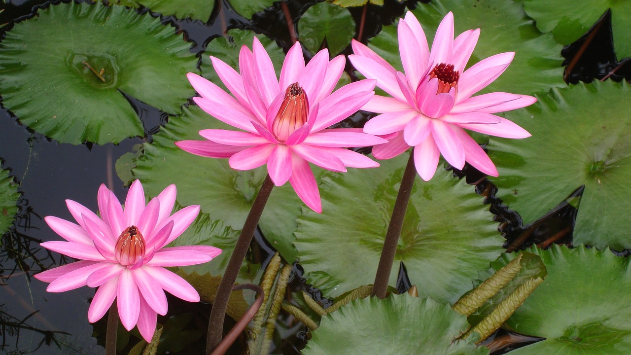 Image - lotus india flower bloom