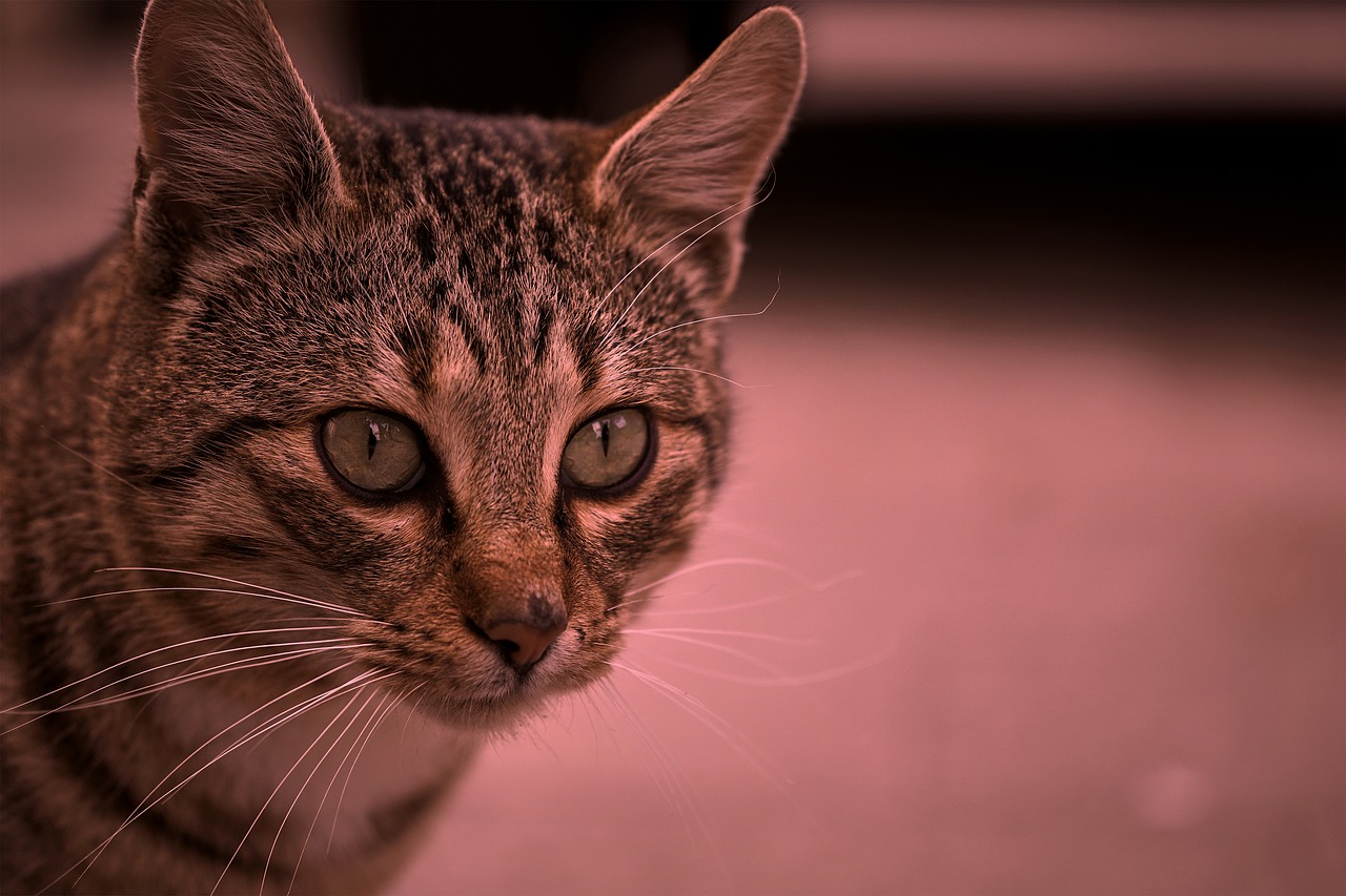 Image - cat tomcat out autumn about cats