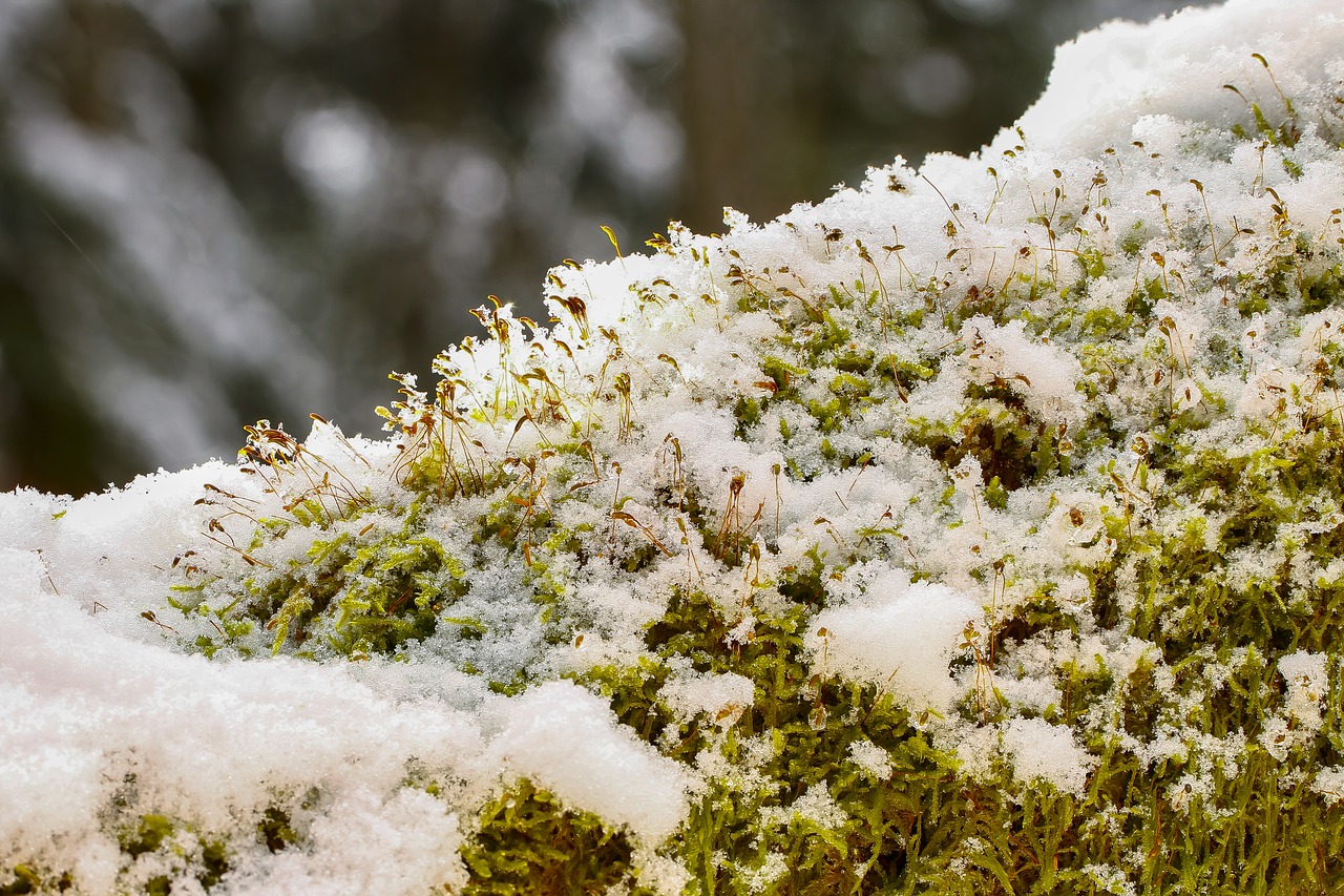 Image - moss snow winter snowy iced