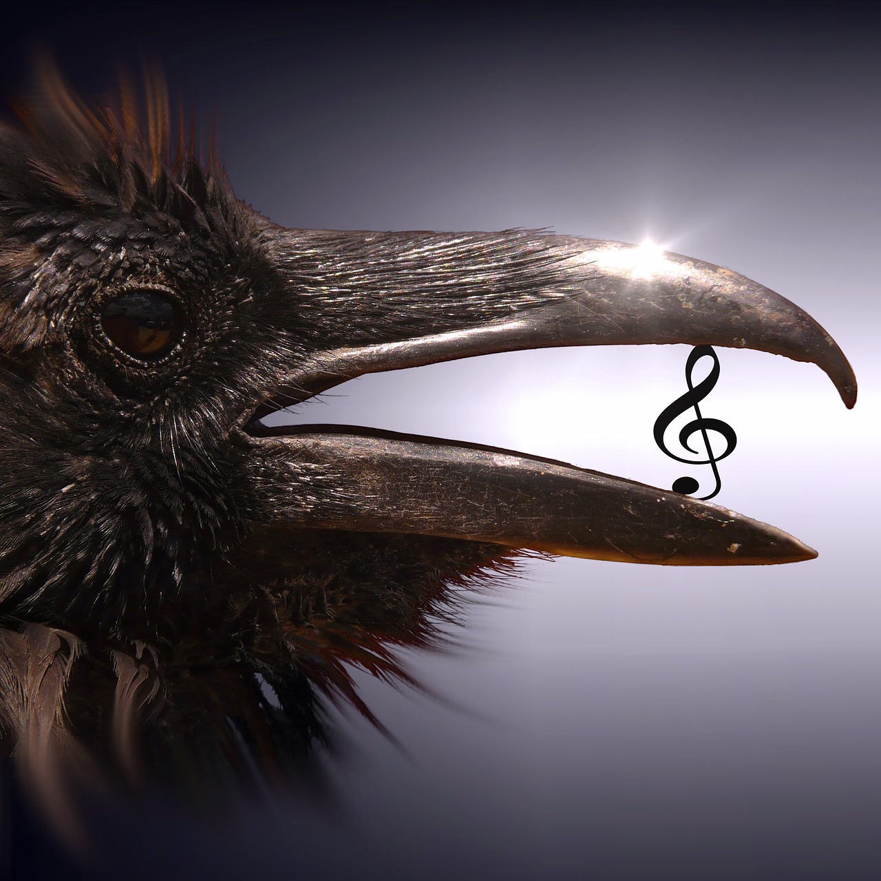 Image - cd cover bird clef surreal magic