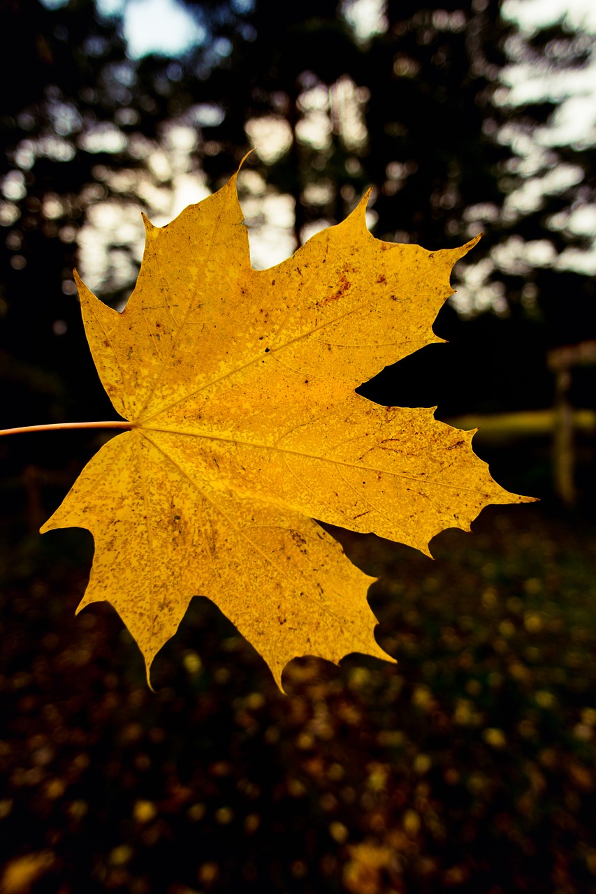 Image - nature leaf blur season outdoor