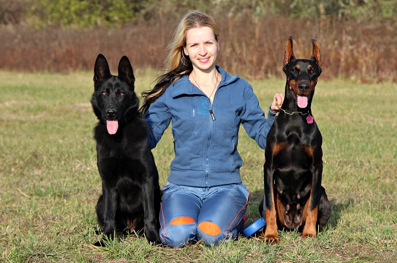 Image - doberman black german shepherd
