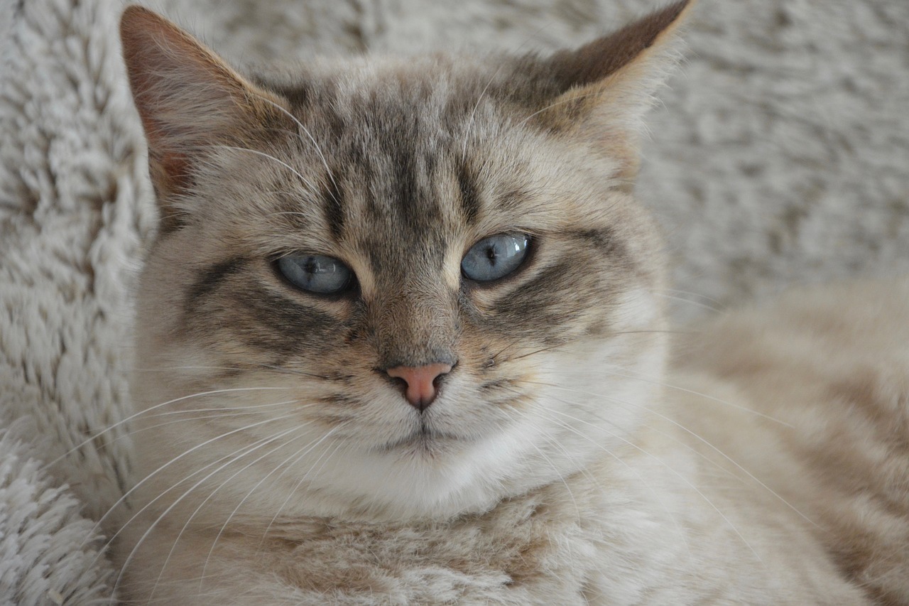 Image - cat cat head blue eyes feline pet