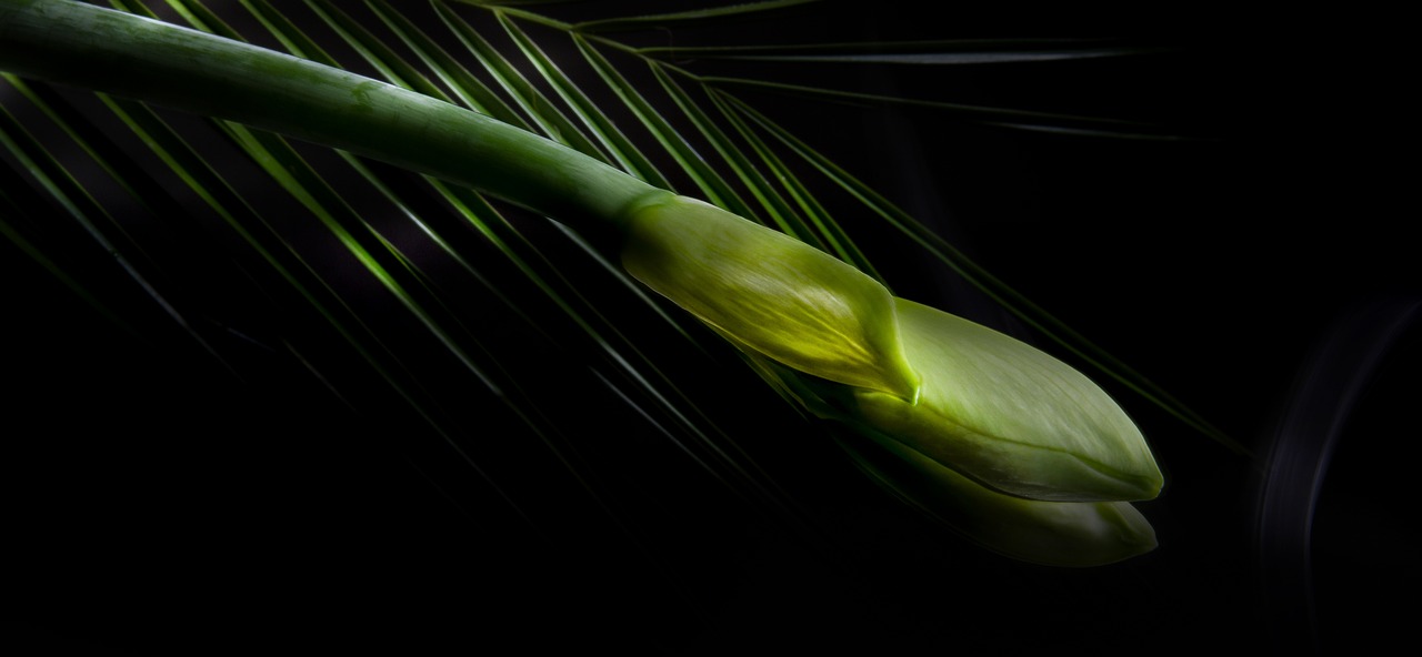 Image - light painting amaryllis