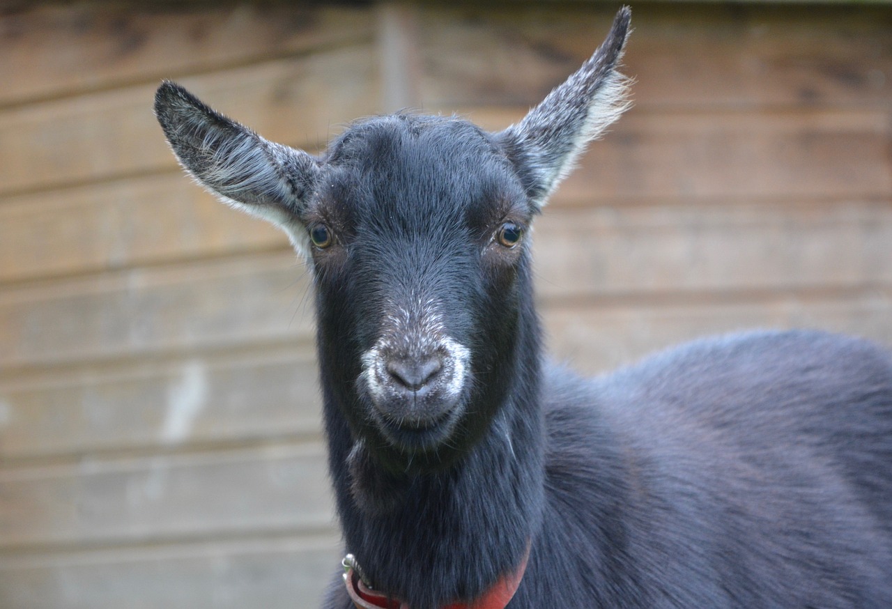 Image - goat goat black white field