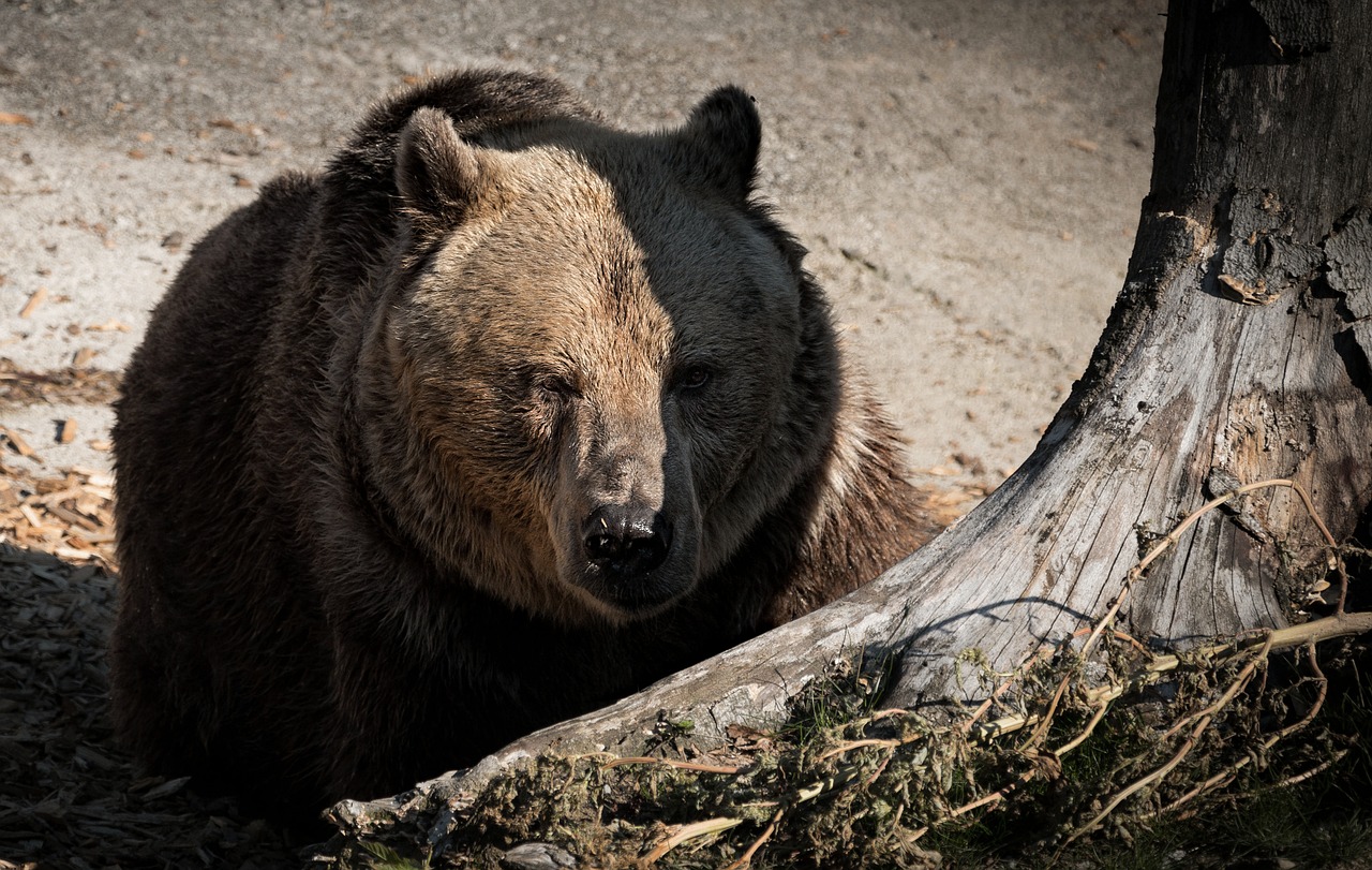 Image - a bear nature beast animal the zoo