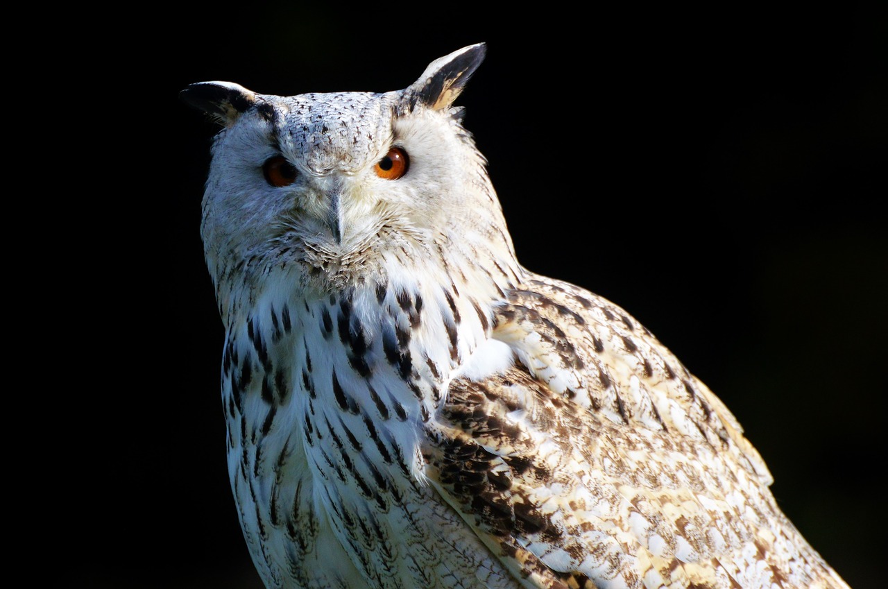 Image - barn owl owl raptor bird plumage