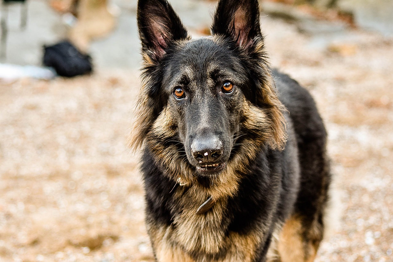 Image - dog outdoors pet animal puppy