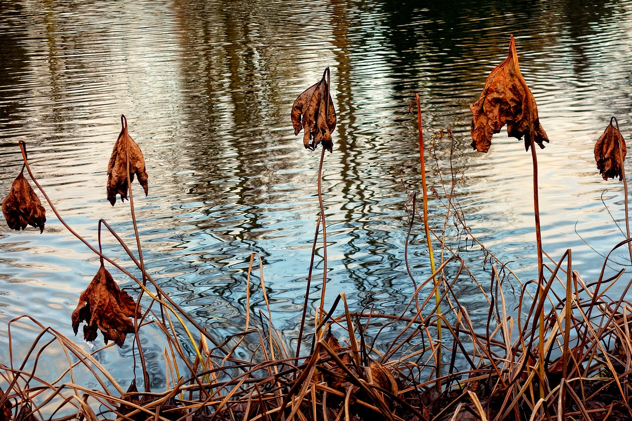 Image - dead plants withered dried faded