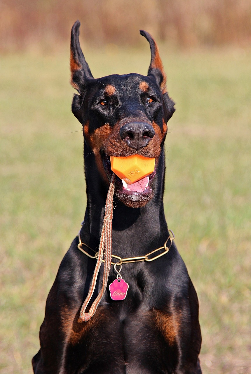 Image - doberman dog head ball nice