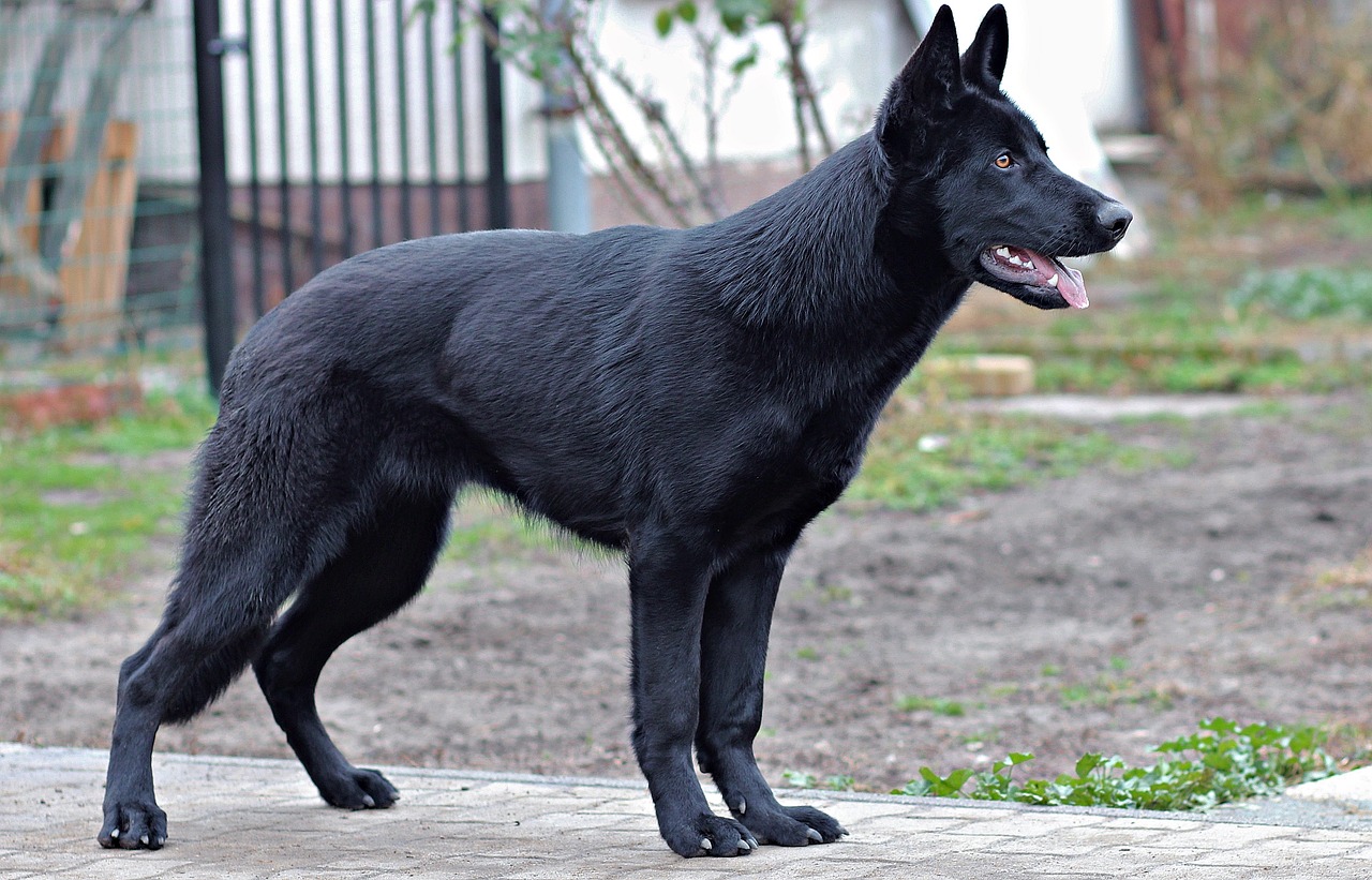 Image - black german shepherd dog portrait