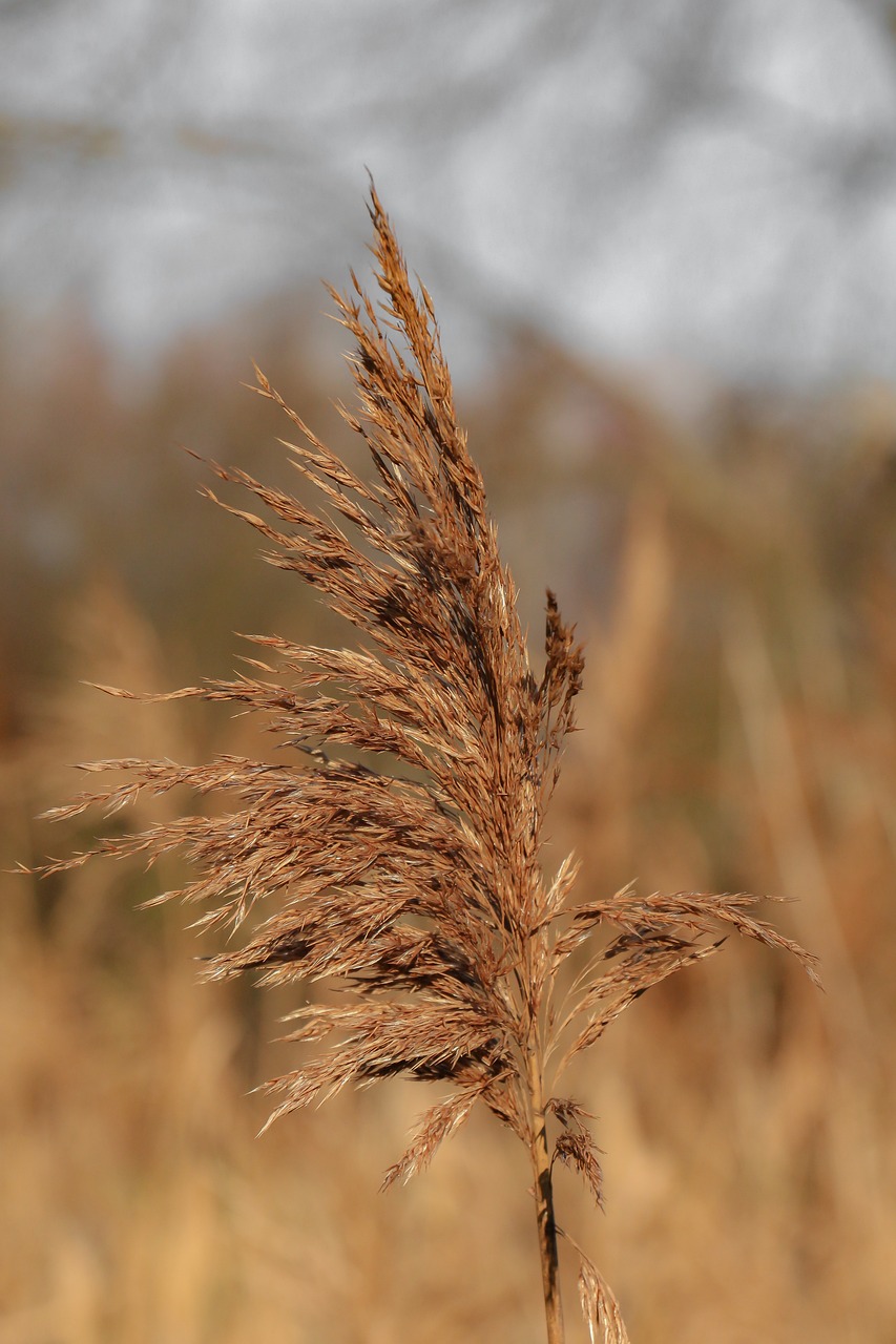 Image - reed dehydrated grasses plant